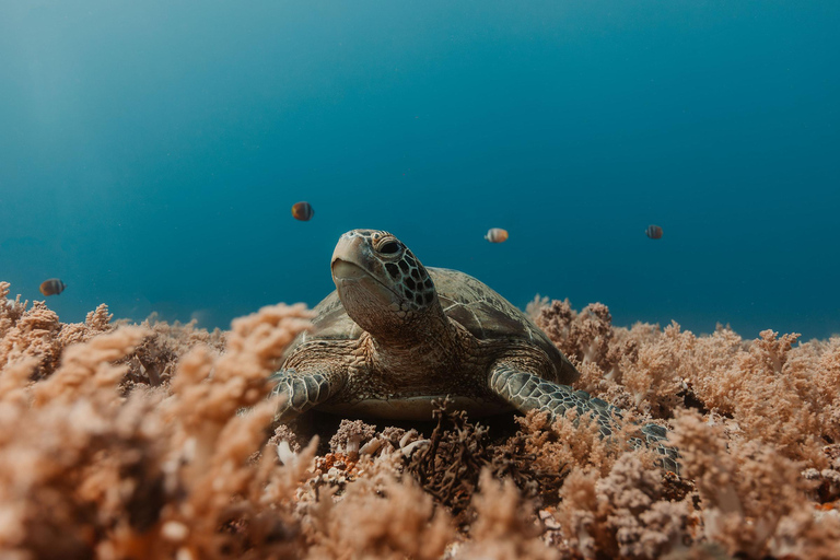 Gili Islands: Discover Scuba Diving Experience