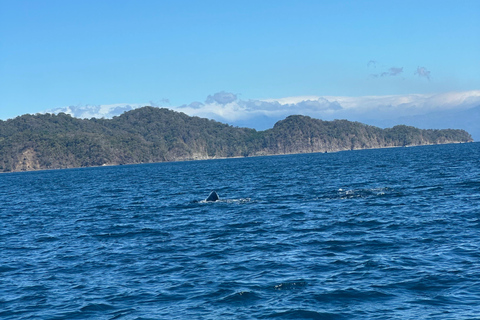 San José: Isla Tortuga Day Trip with Snorkeling & Lunch