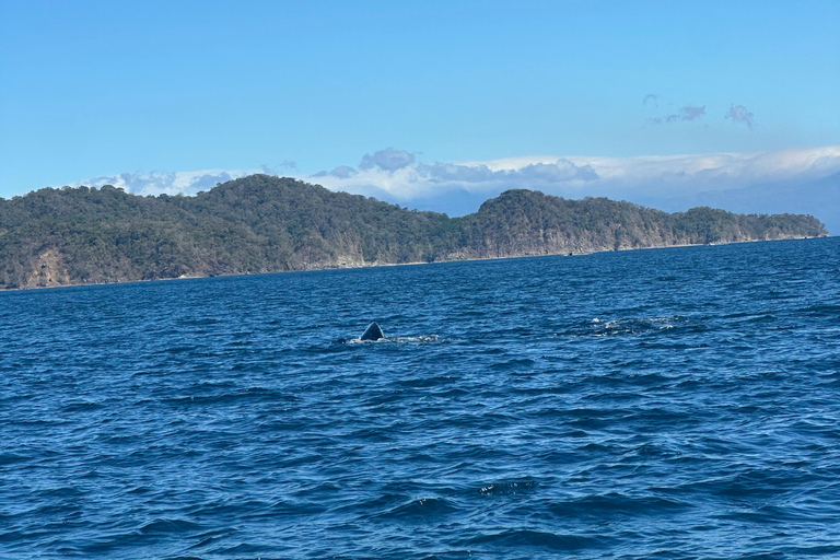 San José: Isla Tortuga Day Trip with Snorkeling & Lunch
