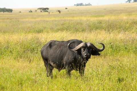 Safari de 5 jours dans le Serengeti, le Ngorongoro et le lac Duluti