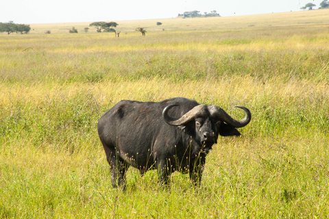 6 - Days Northern Serengeti Wildebeest Migration safari Serengeti Wildebeest Migration safari adventure