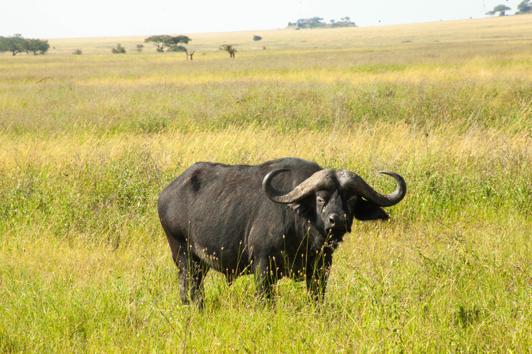 6 - Days Northern Serengeti Wildebeest Migration safari Serengeti Wildebeest Migration safari adventure