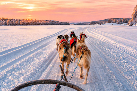 Rovaniemi: Meet Vasco Husky & Enjoy Sled Ride at Husky Farm ⭐ Early Winter Husky Adventure with Vasco | Nov 17 – Dec 31