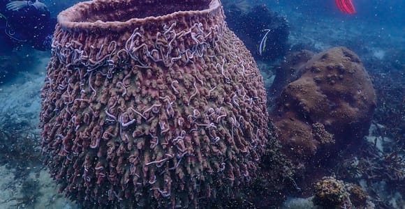 Koh Samui: Dive Tour to Koh Tao