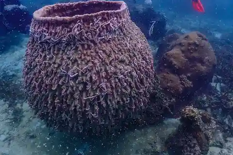 Koh Samui: Duik Tour naar Koh Tao