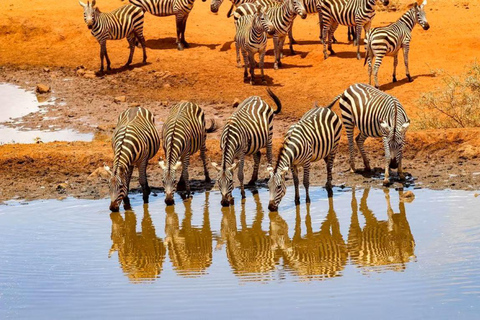 4 days Tsavo East, Amboseli and saltlick lodge safari