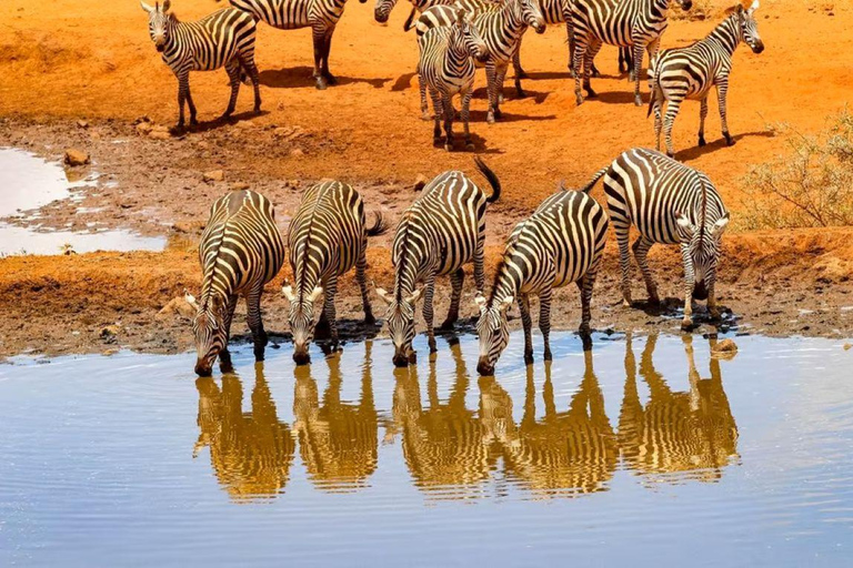 4 days Tsavo East, Amboseli and saltlick lodge safari