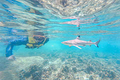 Koh Tao: Snorkel with Turtles at Nangyuan with Fewer Crowds