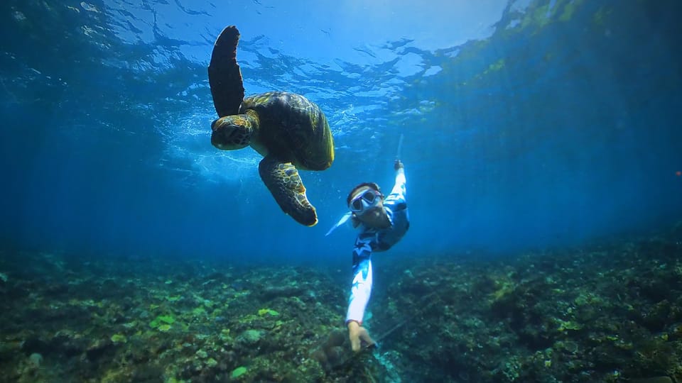 From Bali Swim with Manta Rays in Nusa Penida GetYourGuide