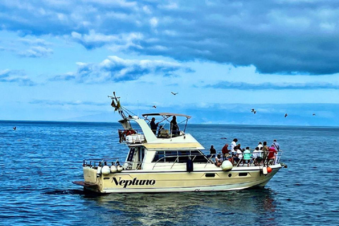 Découvrez les baleines à Tenerife : excursion exclusive en yacht avec baignade et déjeuner inclus.Excursion en yacht pour observer les baleines pour 20 personnes avec repas, boi