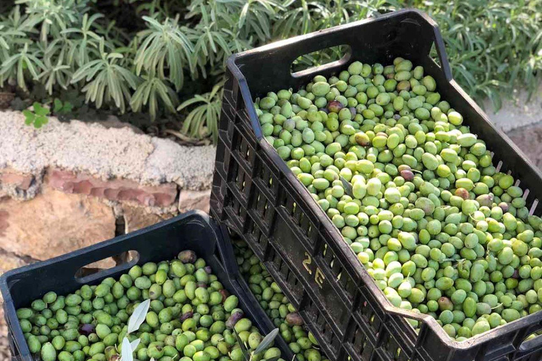 Old Town Bar, Old Olive Tree and the region of olive groves The region of olive groves: Old Town Bar and Oil tasting