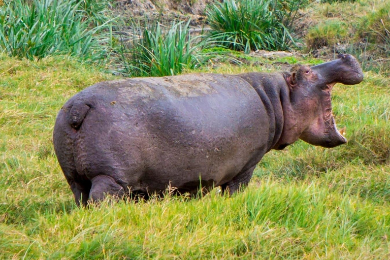 Nairobi: 5-Day Private Safari to Masai Mara & Lake Nakuru