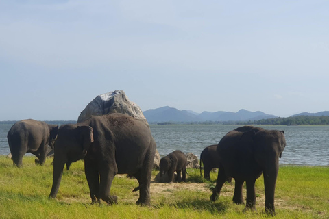 Minneriya National Park Jeep Safari - All Fees Included Minneriya NP Private Safari - Jeep & Entry fee- All included