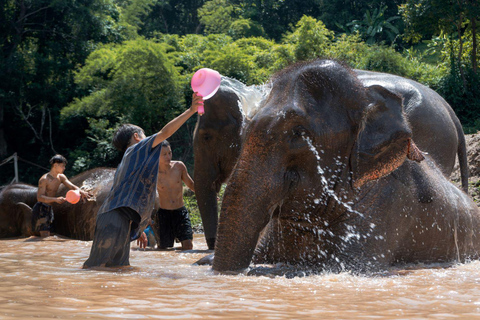 Chiang Mai : Visite d'une jounée du parc écologique des éléphants de Kerchor et trekking