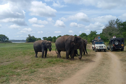 Minneriya: Nationalpark Jeep Safari von Sigiriya/DambullaVon Sigiriya aus: Minneriya National Park 4X4 Jeep Safari