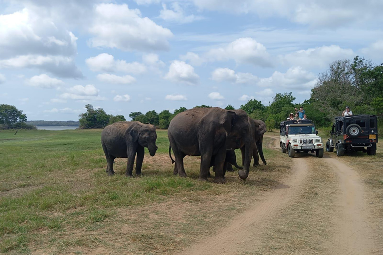 Minneriya: Nationalpark Jeep Safari von Sigiriya/DambullaVon Sigiriya aus: Minneriya National Park 4X4 Jeep Safari