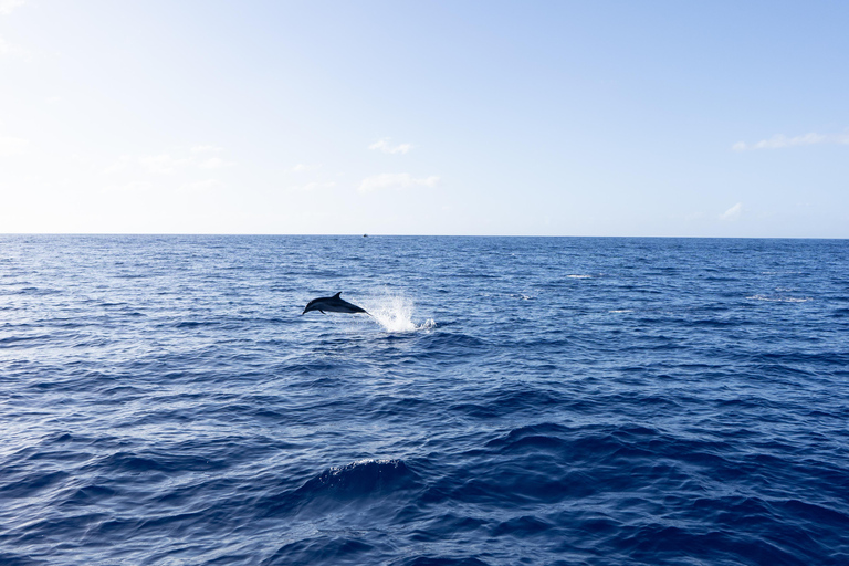 Oahu : Croisière d&#039;observation des baleines au départ de WaikikiOahu : Croisière d&#039;observation des baleines depuis Waikiki