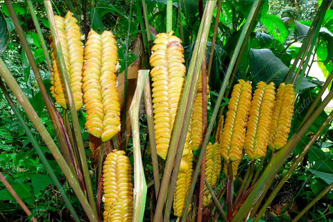 Monteverde: Cloud Forest Guided Walk