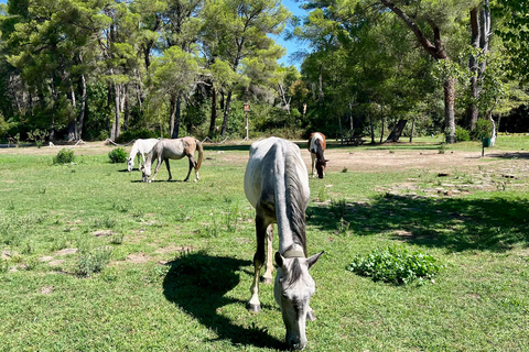 تيرانا: رحلة ليوم واحد إلى أبولونيا وبحيرة كارافاستا مع الغداء
