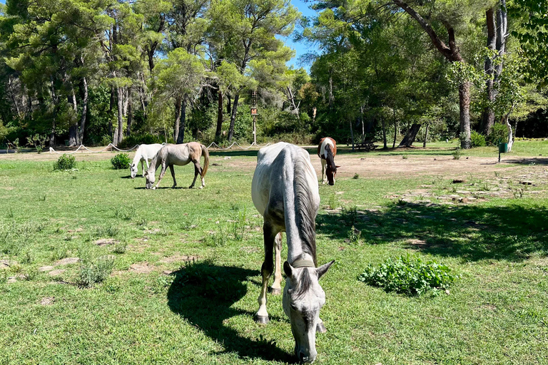 تيرانا: رحلة ليوم واحد إلى أبولونيا وبحيرة كارافاستا مع الغداء