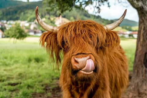 Edinburgh: Loch Ness, Glencoe & the Scottish Highlands Tour