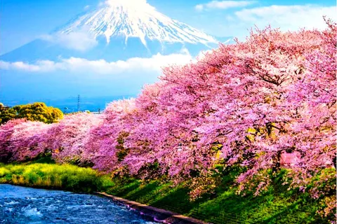 Private Mount Fuji sightseeing Day trip with English Guide