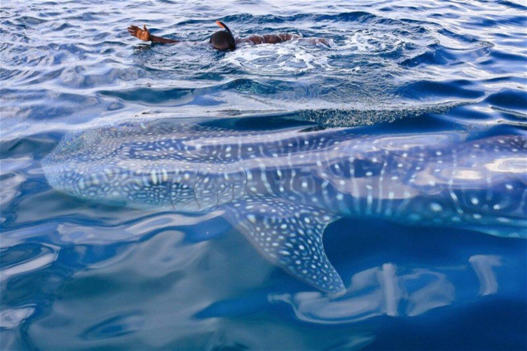 Swim with Whale Sharks in Mafia Island Flight from Zanzibar Mafia Whale Shark Adventure – Day Trip (No Flights Included)