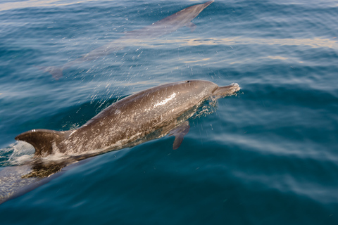 Benalmadena: Dolphin Watching Boat Tour