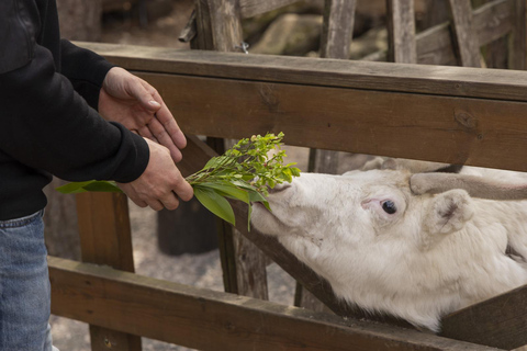 赫尔辛基：驯鹿公园与马厩私人游赫尔辛基：驯鹿公园与马厩私人导览游