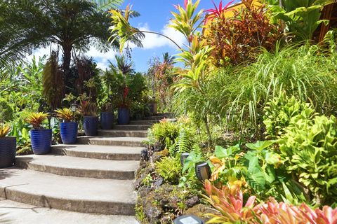 From Maui: Road to Hana Rainforest and Waterfall Experience