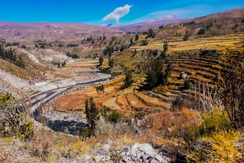 Colca Canyon Day Trip from Arequipa + Transfer to Puno