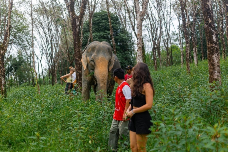 Excursión al Santuario de Elefantes de Khao Lak con Cascada y Almuerzo