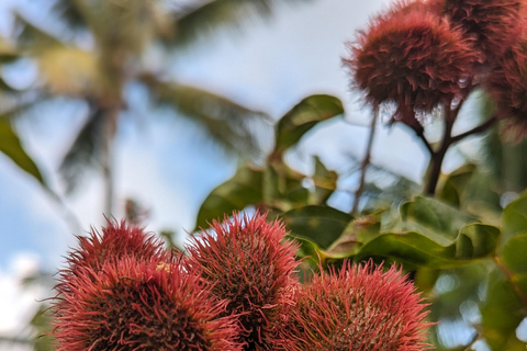Zanzíbar: Excursión Privada al Bosque y Granja de Especias de Jozani con Almuerzo