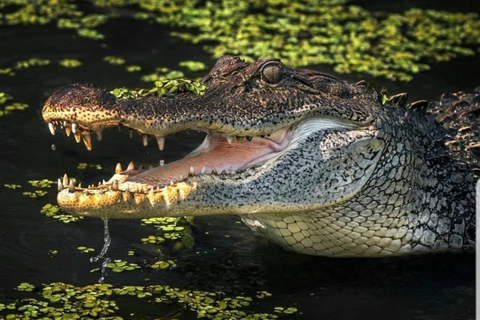 La Nouvelle-Orléans : Visite guidée des marais en ponton avec observation de la faune et de la floreSans prise en charge