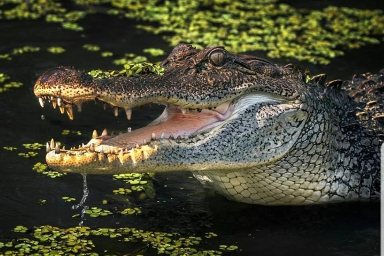 Nova Orleães: Visita guiada ao pântano de Pontão com observação da vida selvagemCom serviço de busca