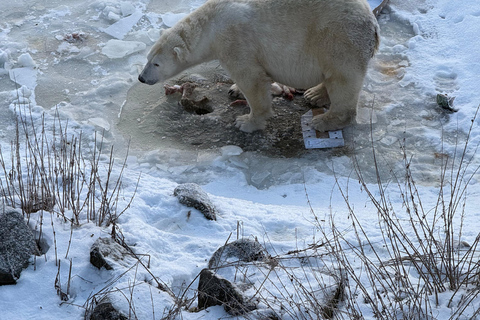 Husky Ride, Snowmobile, Trip to Ranua and Northern Lights