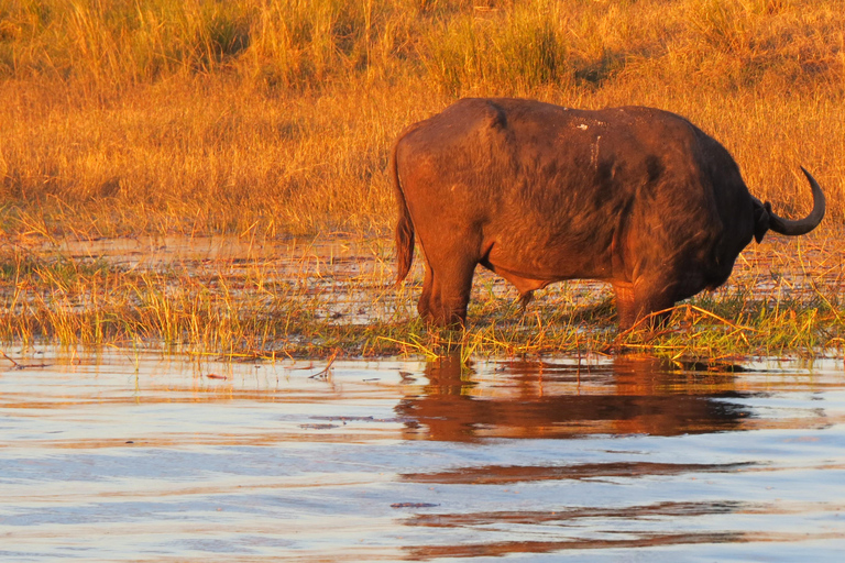 Victoria Falls & Chobe: 3-Day Safari with Cruise & Meals