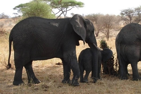 5 Days Group Serengeti, Ngorongoro & lake Manyara Safari