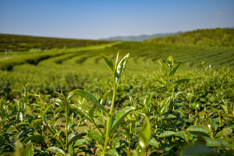 From Chiang Rai: Famous Temples and Golden Triangle Day Tour Private Day Tour
