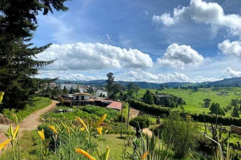 MEDELLIN: WYCIECZKA MLECZARSKA + SZWAJCARIA KOLUMBIJSKA