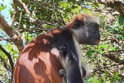 Zanzibar: Jozani natuurwandeling en wildlife tour