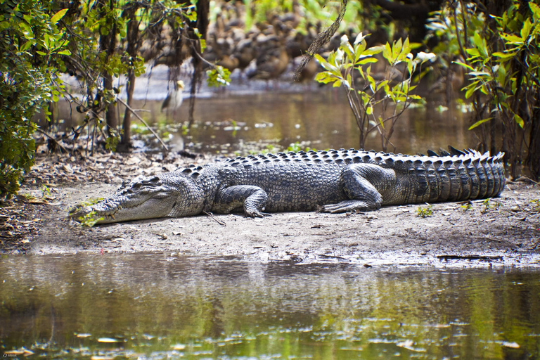 From Durban: Isimangaliso HalfDay Hippo and Croc Boat Cruise