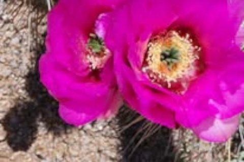 Mesa. AZ: Bulldog Canyon Off-Road Tour Scenic Superstitions