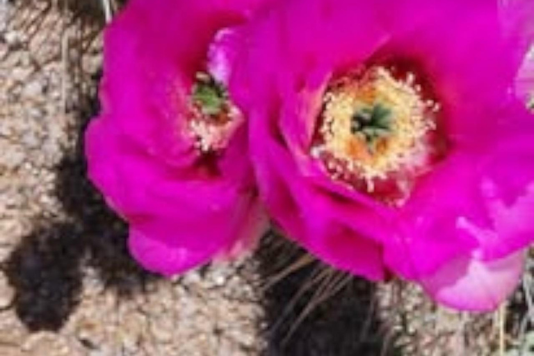 Mesa. AZ: Bulldog Canyon Off-Road Tour Scenic Superstitions