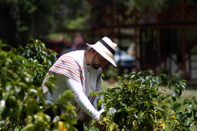 Medellín: Santa Elena Coffee Farm Tour w/Lunch & Transfer