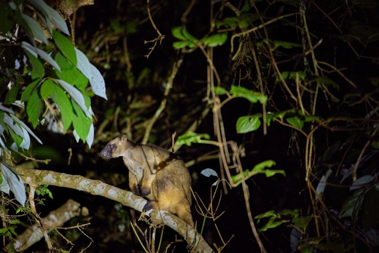 Desde Cairns: tour por la selva tropical y la vida nocturna nocturnaTour desde el centro de Cairns