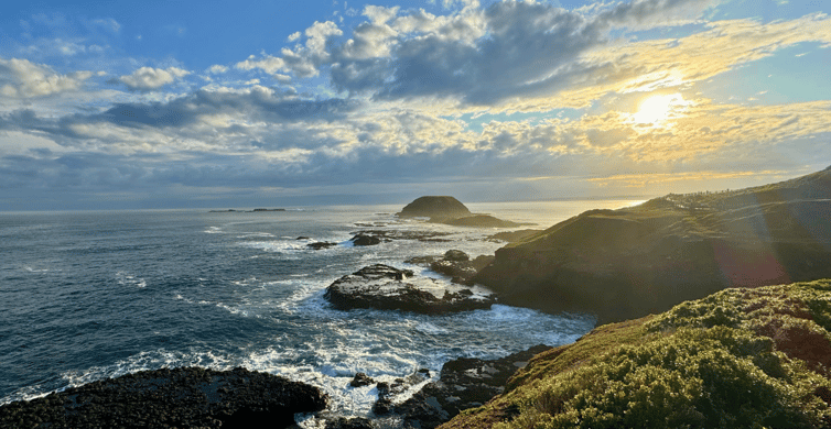 Phillip Island Penguin Parade Tour photo 9