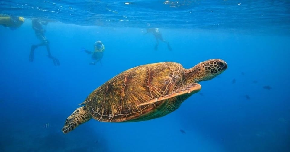 Oahu : croisière et snorkeling aux canyons des tortues à Waikiki