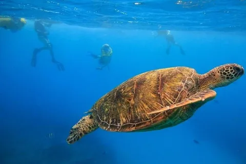 Oahu: Waikiki Turtle Canyons Cruise and Snorkel Excursion