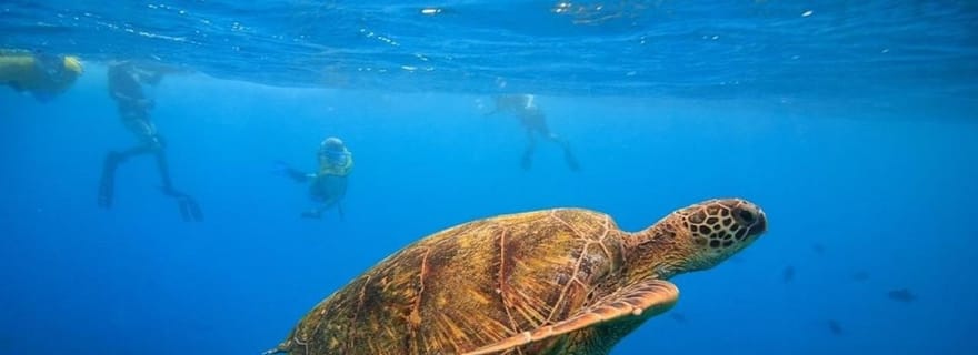 Oahu : croisière et snorkeling aux canyons des tortues à Waikiki